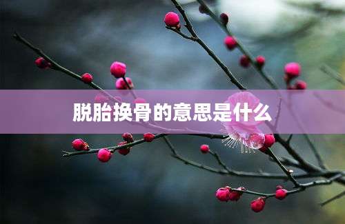 脱胎换骨的意思是什么