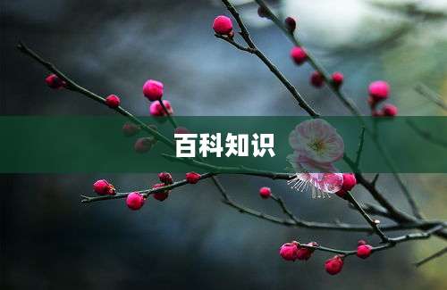 百科知识