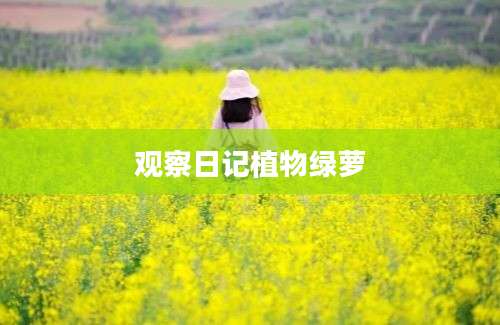 观察日记植物绿萝