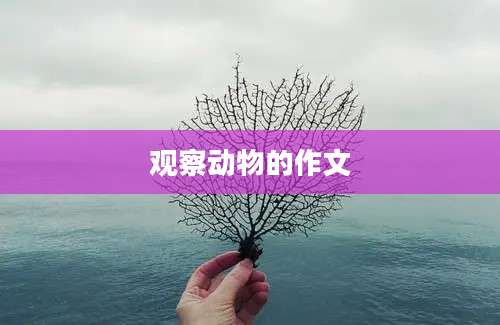 观察动物的作文