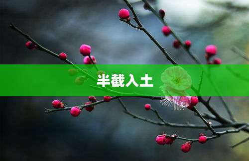 半截入土