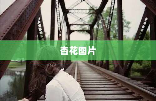 杏花图片