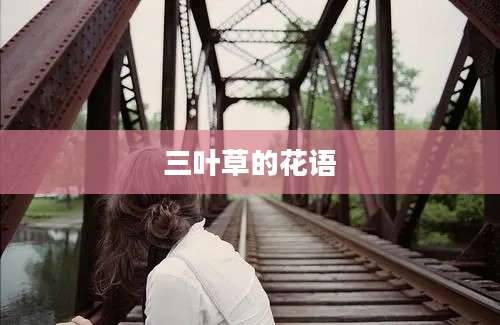 三叶草的花语