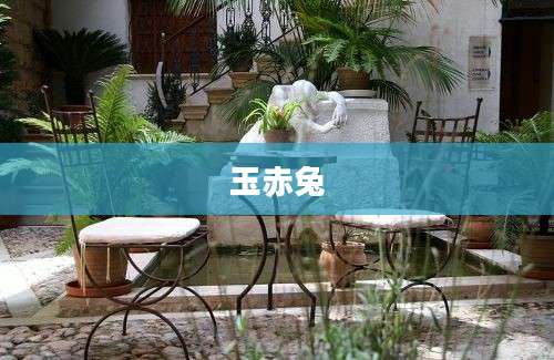 玉赤兔