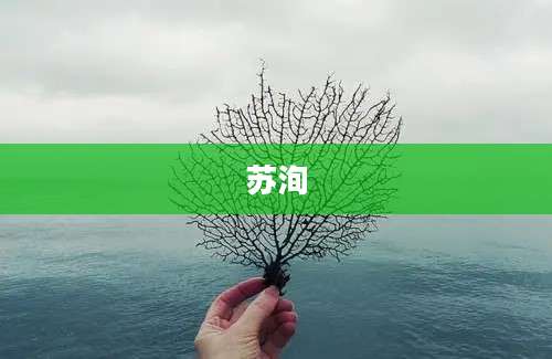 苏洵