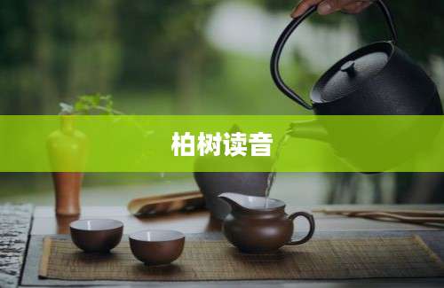 柏树读音