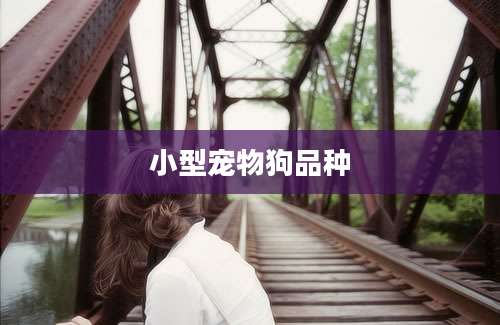 小型宠物狗品种