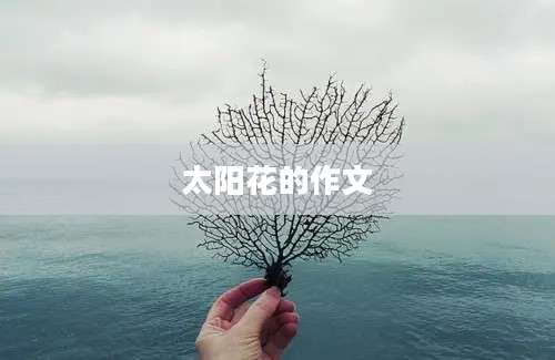 太阳花的作文