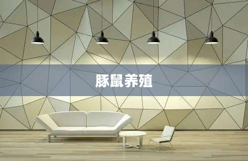 豚鼠养殖