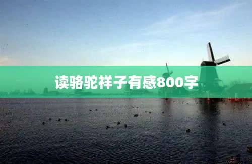 读骆驼祥子有感800字