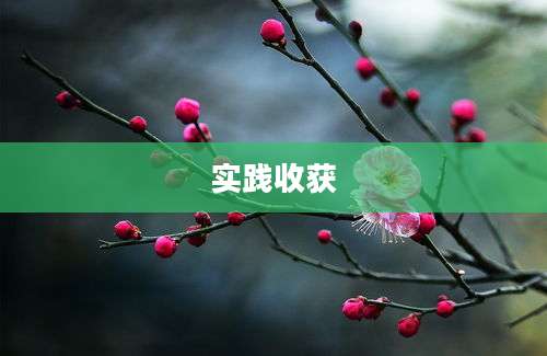 实践收获