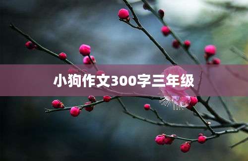 小狗作文300字三年级