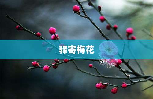 驿寄梅花