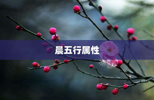 晨五行属性