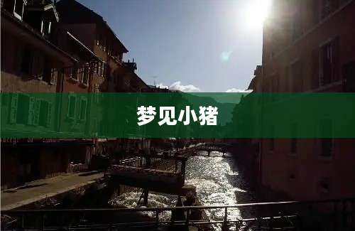 梦见小猪