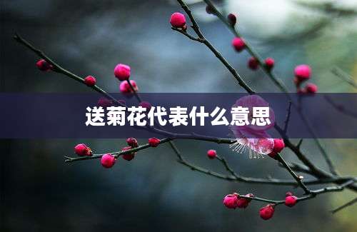 送菊花代表什么意思