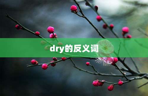 dry的反义词