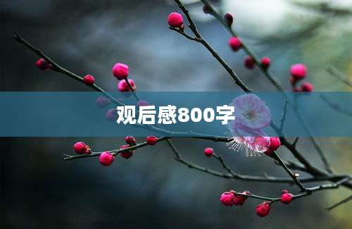 观后感800字