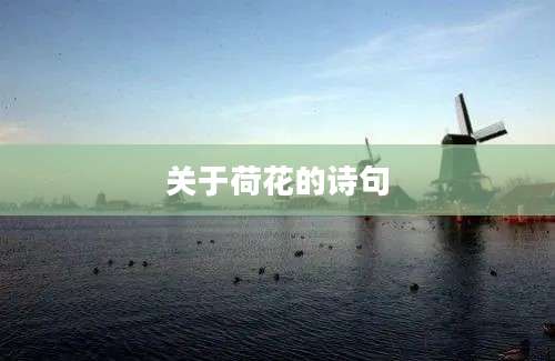 关于荷花的诗句