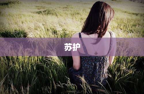 苏护