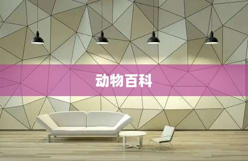 动物百科