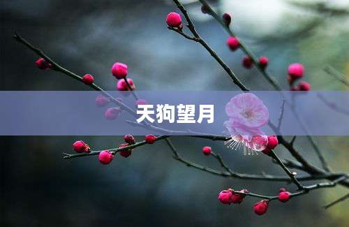 天狗望月