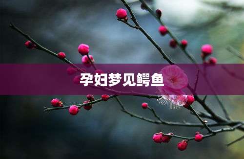 孕妇梦见鳄鱼