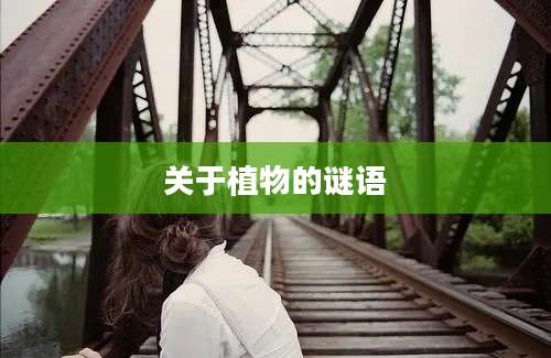 关于植物的谜语