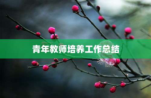 青年教师培养工作总结