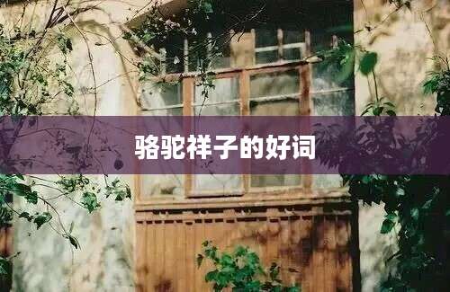 骆驼祥子的好词