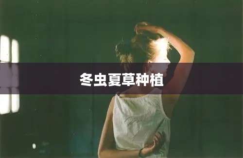 冬虫夏草种植