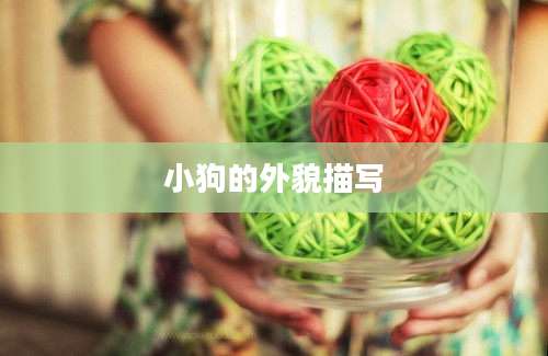 小狗的外貌描写