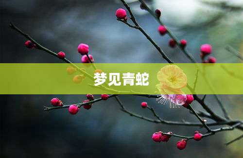 梦见青蛇