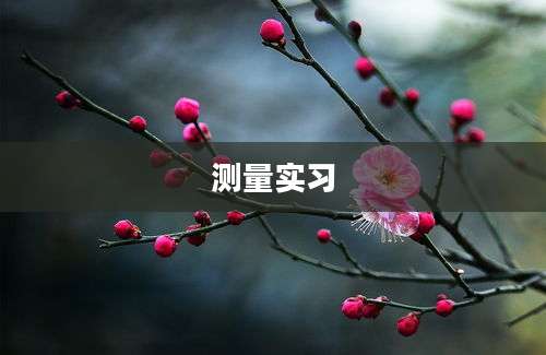 测量实习