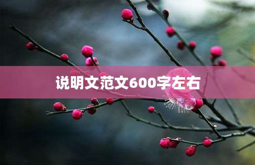 说明文范文600字左右